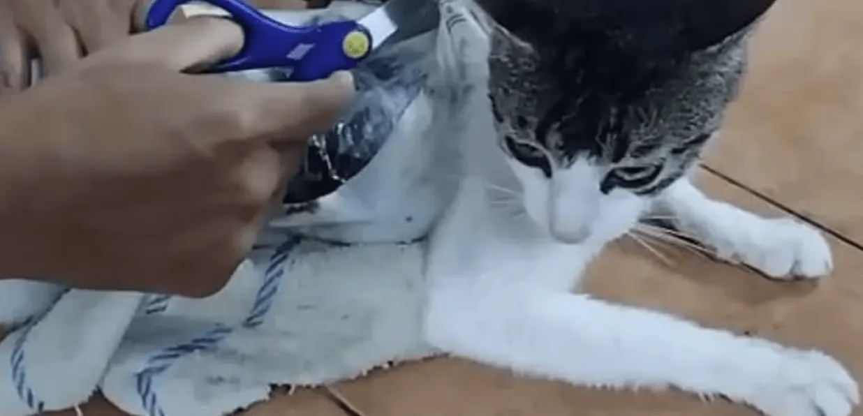 Narco‑gato pillado en Costa Rica: minicargamento felino 🐱💰
