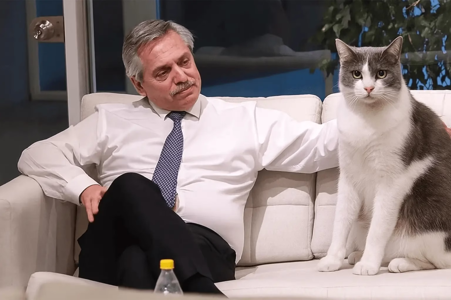 UBA estrena Diplomatura en Entrenamiento Felino: Gatitos con título universitario 🐱🎓