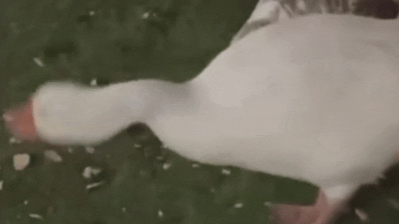 Se robó dos gansos de Palermo y los tiró en la pileta de su casa 🦢🤦