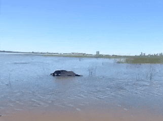 LA OTRA VACA MUERTA: Vecinos denuncian que hace dias hay un animal muerto en los espigones