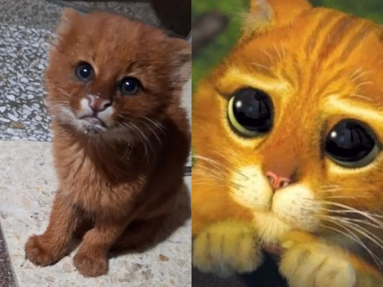 Escuchó ruidos y encontró un puma bebé en su puerta🥲