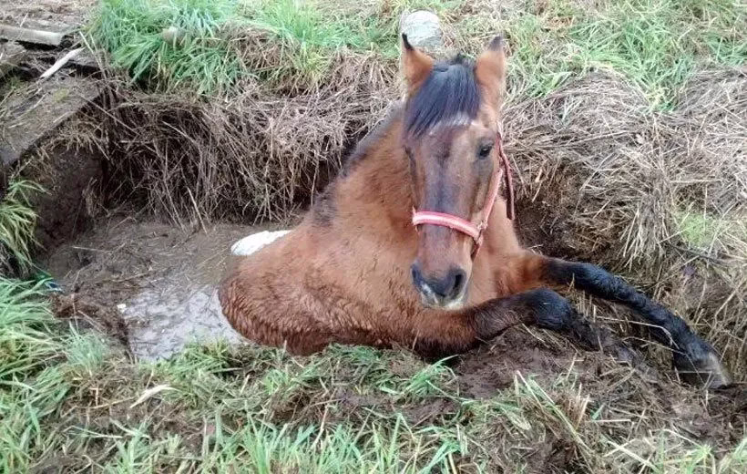 QUÉ CAGADA: rescatan a caballo que cayó a un pozo negro 🐴