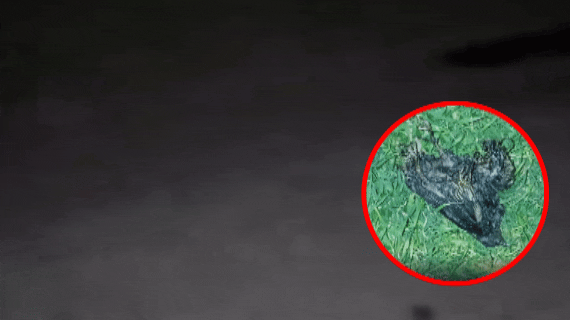 INSÓLITO: Un pájaro dejó a todo Centenario a oscuras por más de 3 horas🕊️💡