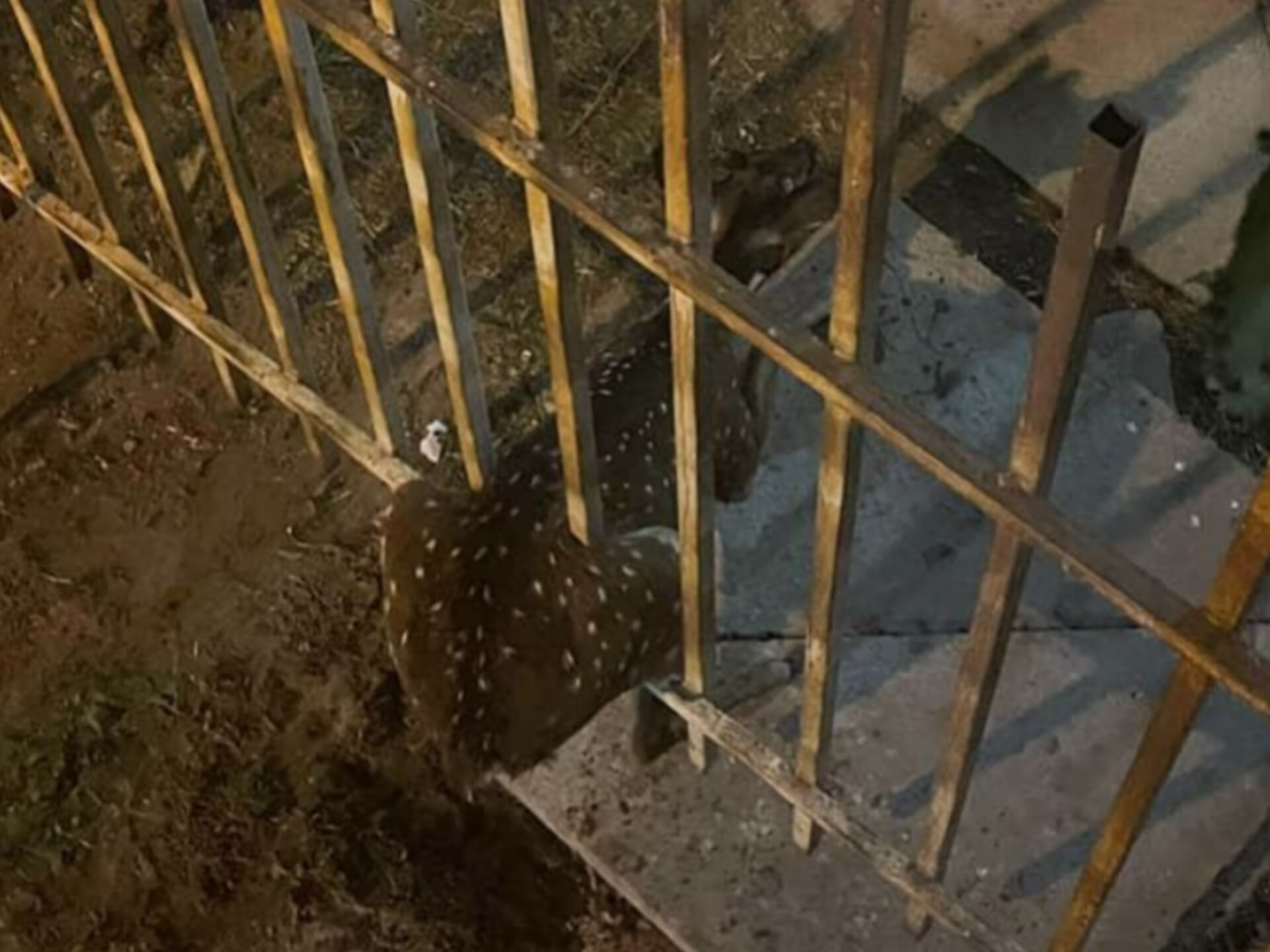 Apareció un ciervo atrapado en una reja de FONAVI 🦌