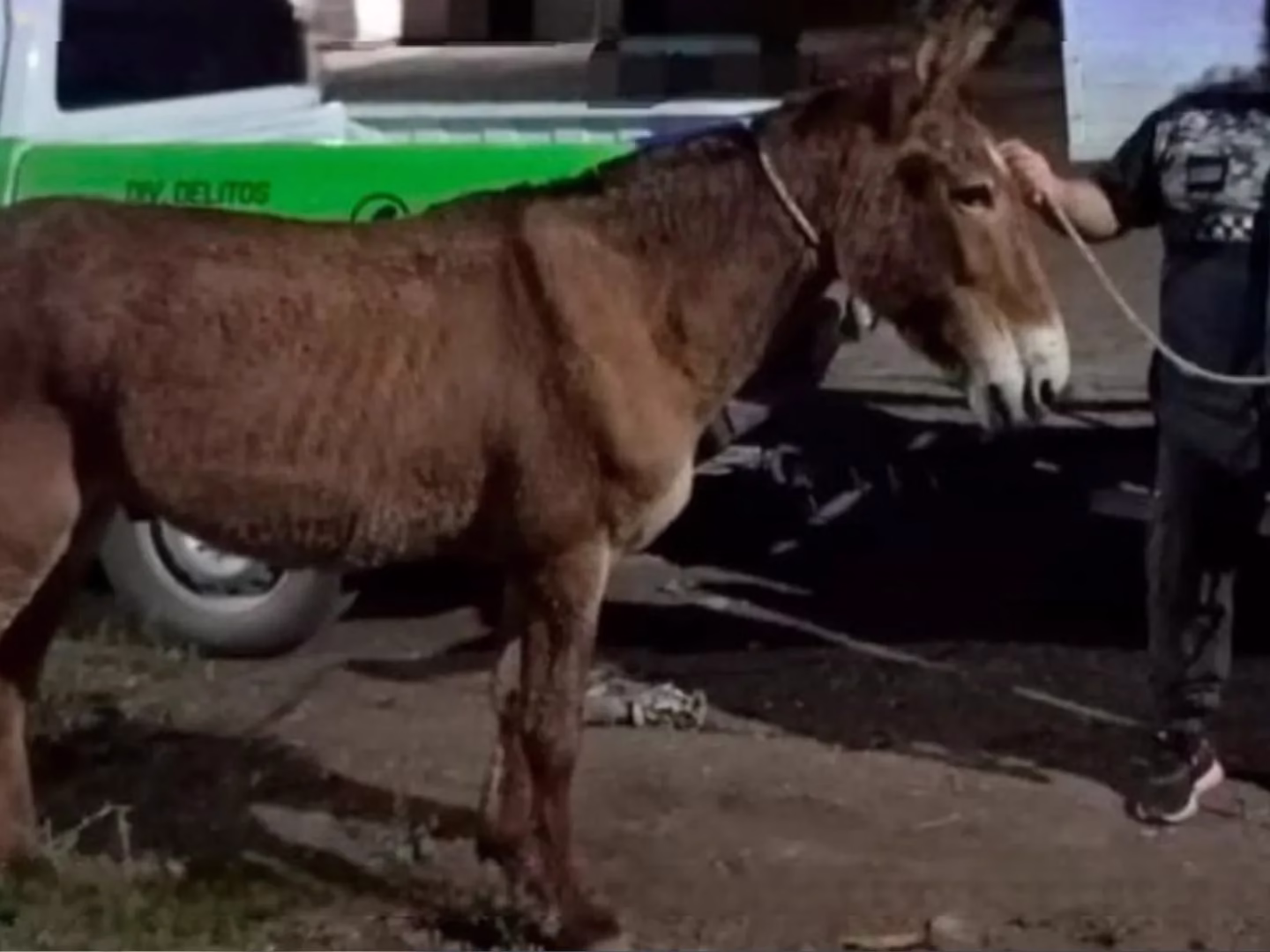 TUCUMAN: robaron un burro y lo vendían por WhatsApp 🫢🐴