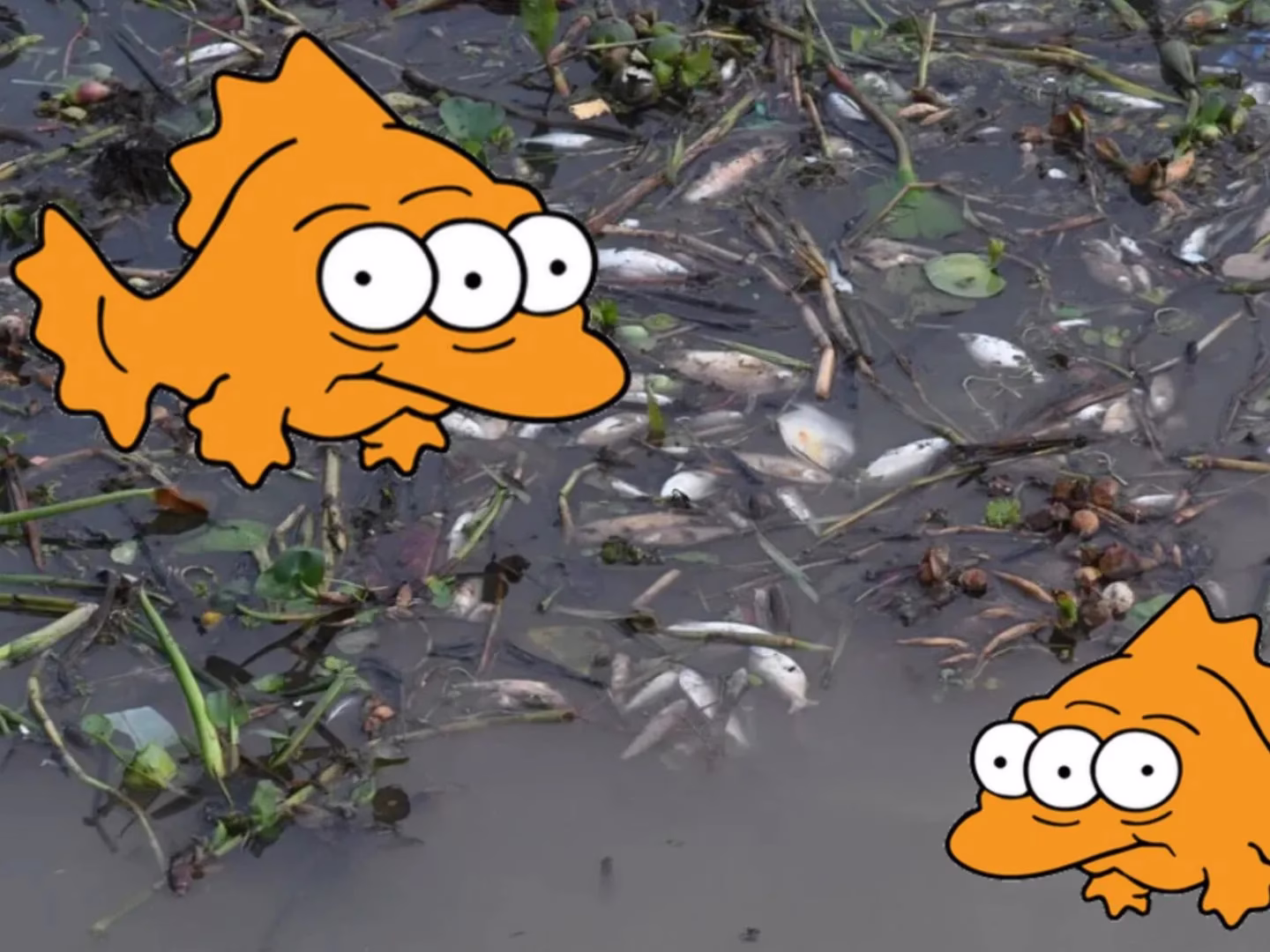 ALARMA EN EL PARQUE DEL SUR: aparecieron peces muertos 馃悷