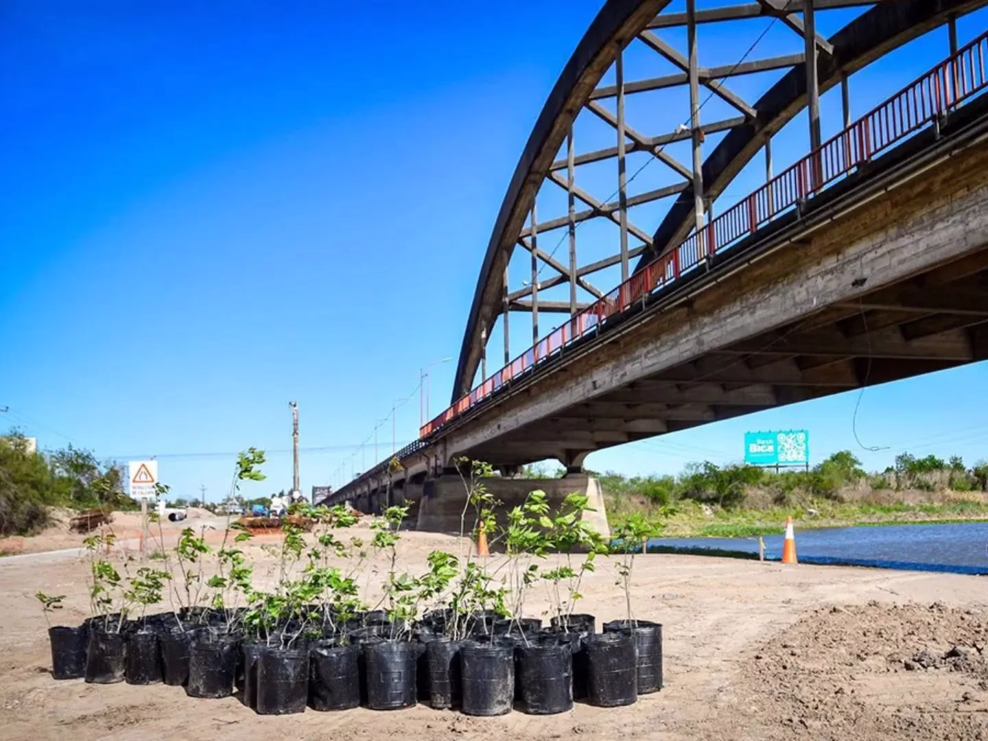 Rescataron 600 lapachos en el nuevo puente a Santo Tomé 🌳