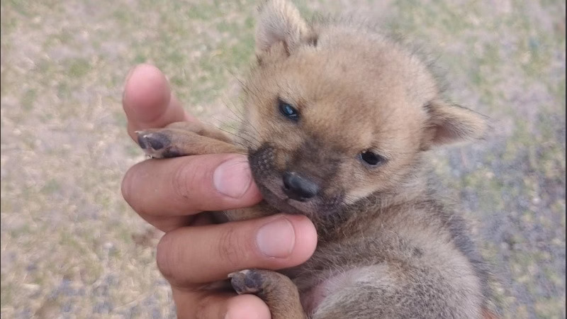 FUNES: rescataron a un zorrito bebé y volvió con su mamá 🦊