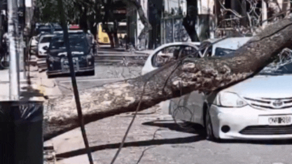 ROSARIO: Un jacarandá cayó sobre un auto en pleno centro 🌳🚗