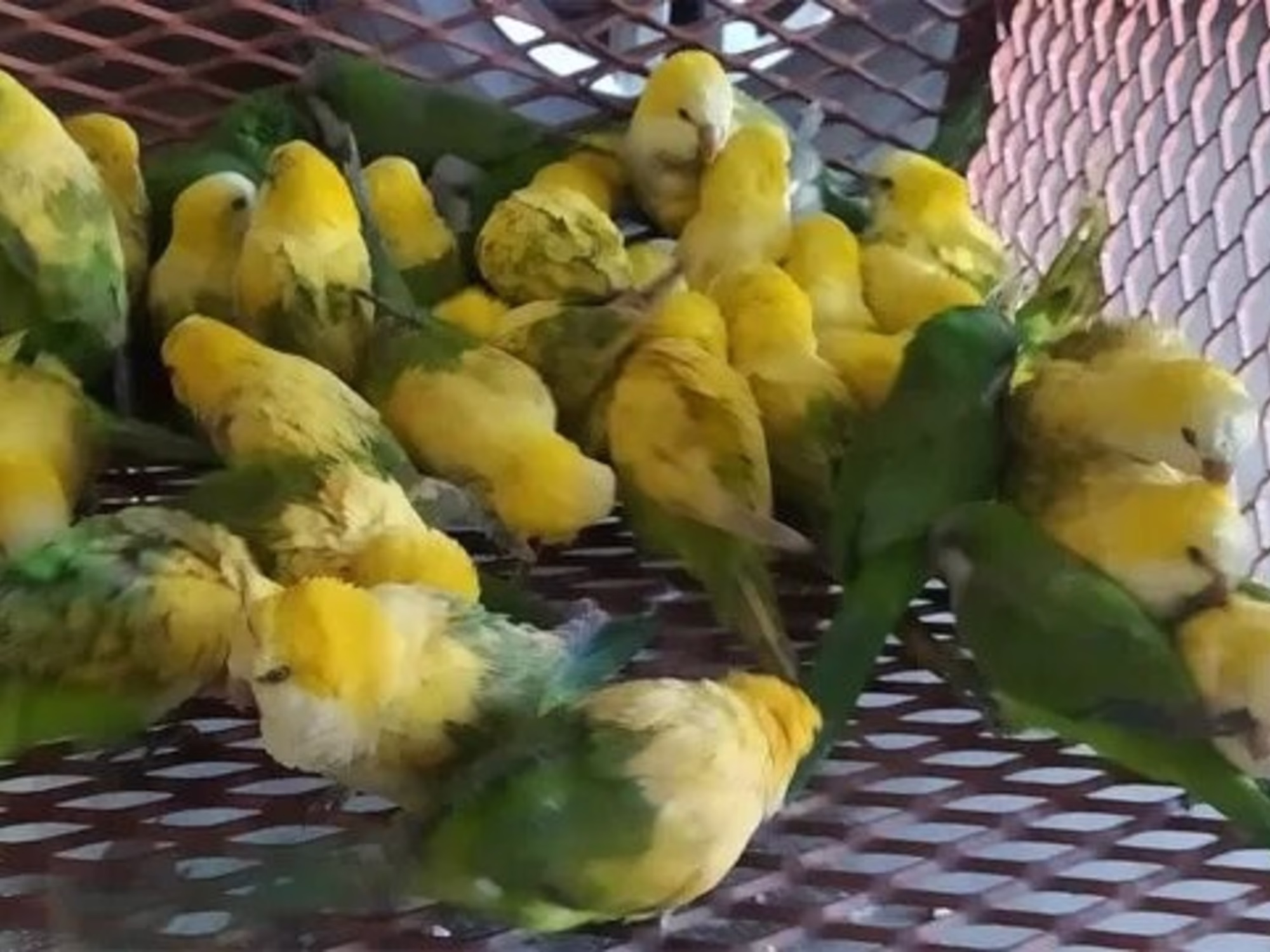 FUNES: Cotorras teñidas de blanco para parecer “exóticas” 🦜