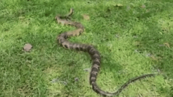 Susto en el Parque del Sur: apareció una serpiente de dos metros 🐍