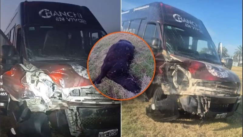 Una banda de cumbia chocó contra un novillo en la Ruta 34 😳🐄