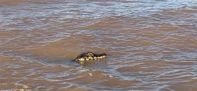 Apareció un Yacaré en la playa de Rosario