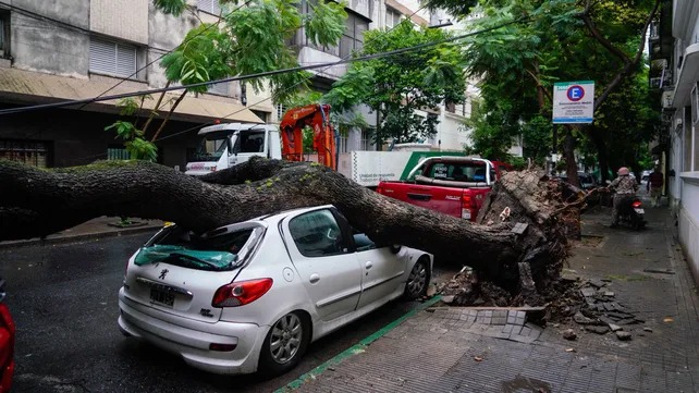 Rosario se despertó con la ciudad patas para arriba: ráfagas de 102 km/h y autos dañados 🌪️🌳🚗