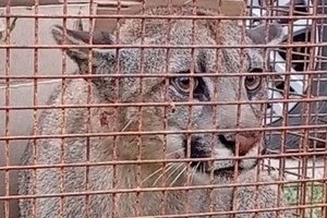 Un puma apareció en el patio de una casa y puso en alerta a San Jerónimo Norte 🐆